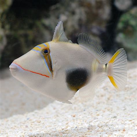 reef safe fish|Black and white reef safe fish ideas .